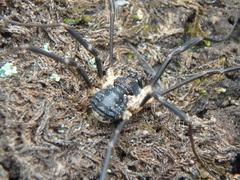 Mitopus morio