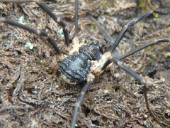Mitopus morio