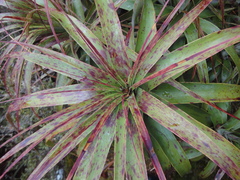 Dracophyllum traversii