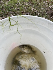 Ambloplites rupestris