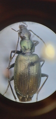 Anchomenus aeneolus