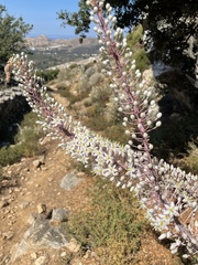 Drimia numidica