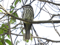 Myiodynastes maculatus