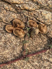 Dicerocaryum senecioides