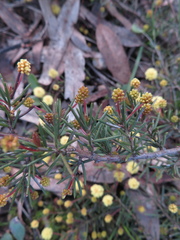 Acacia aculeatissima