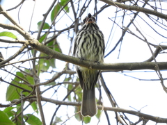 Myiodynastes maculatus