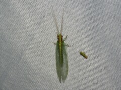 Chrysopidae