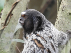 Callithrix penicillata