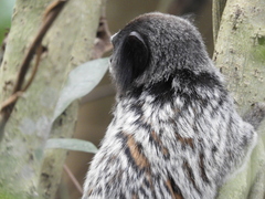 Callithrix penicillata