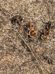 Dicerocaryum senecioides