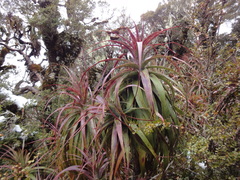 Dracophyllum traversii
