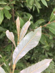 Salix atrocinerea