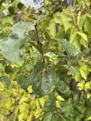 Rhamnus
