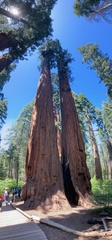 Sequoiadendron