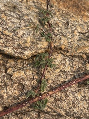 Dicerocaryum senecioides