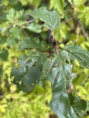 Rhamnus