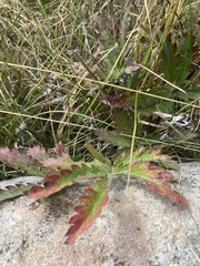 Potentilla pulcherrima