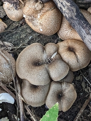 Lentinus tigrinus