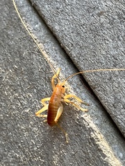 Camptonotus carolinensis