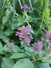 Stachys chamissonis