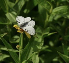Parnassius smintheus