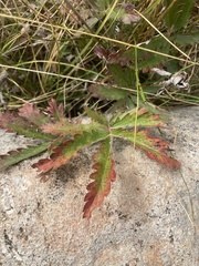 Potentilla pulcherrima