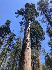 Sequoiadendron