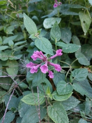 Stachys chamissonis