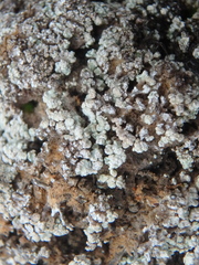 Leprocaulaceae