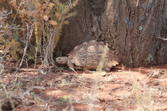 Stigmochelys pardalis