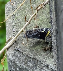 Sceloporus mucronatus