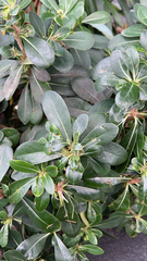 Pittosporum tobira