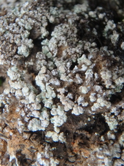 Leprocaulaceae
