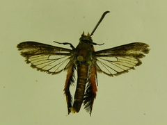 Eichlinia pulchripes