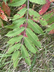 Rhus