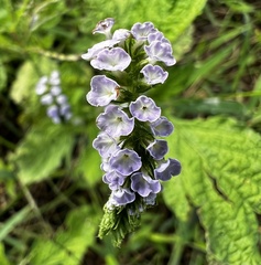 Heliotropium indicum