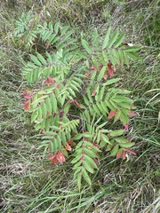 Rhus