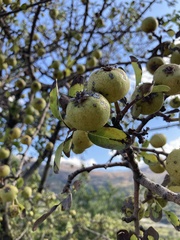Pyrus spinosa