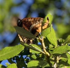 Charaxes jasius