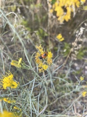 Chauliognathus basalis