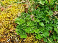 Potentilla verna