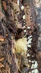 Helicogloea compressa