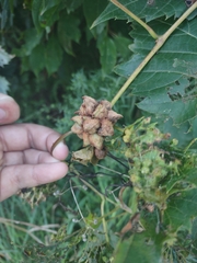 Ampelomyia vitiscoryloides