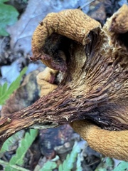 Omphalotus illudens