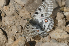 Parnassius smintheus