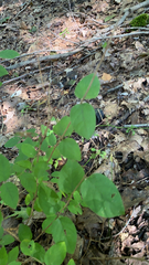 Symphoricarpos orbiculatus