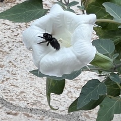 Xylocopa sonorina