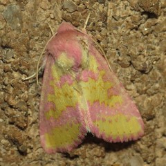 Psectrotarsia suavis