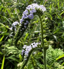 Heliotropium indicum