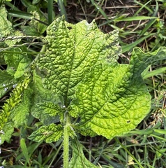 Heliotropium indicum